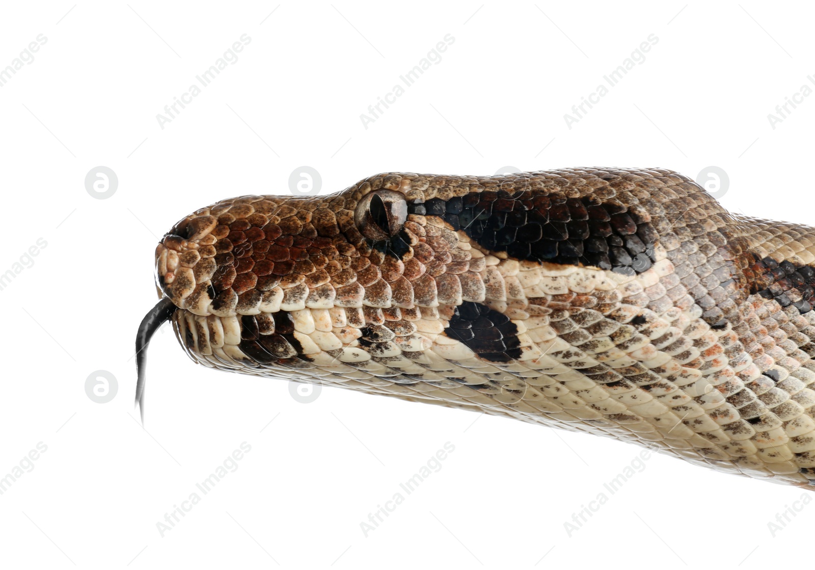 Photo of Brown boa constrictor on white background, closeup