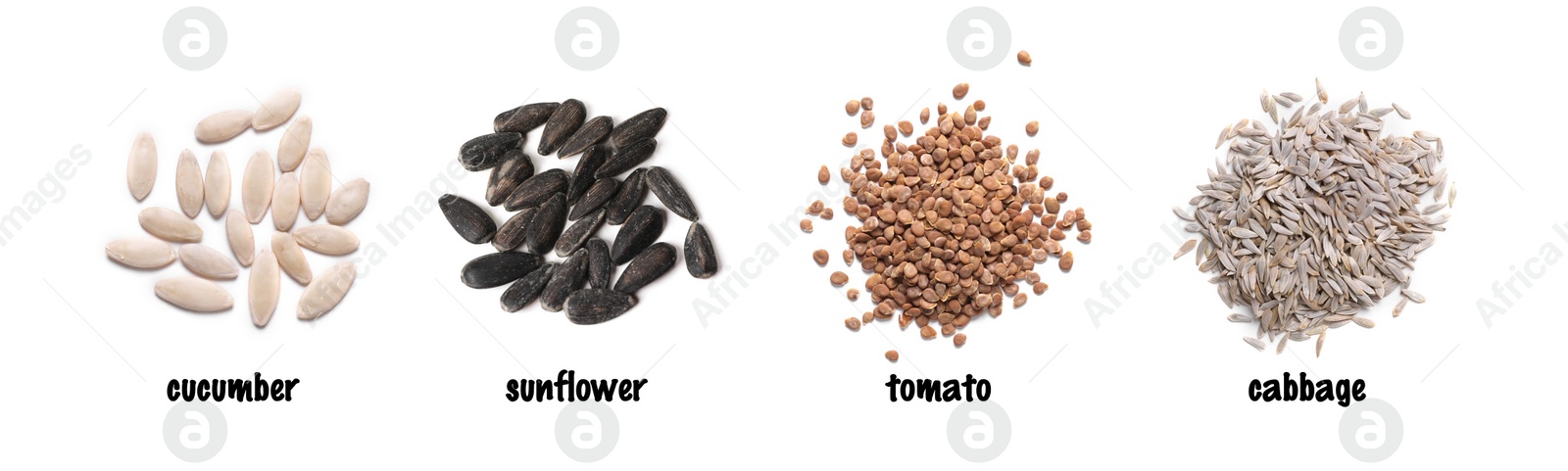 Image of Set of vegetable seeds and its names on white background, top view. Cucumber, sunflower, tomato and cabbage