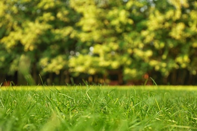 Picturesque landscape with beautiful green lawn on sunny day