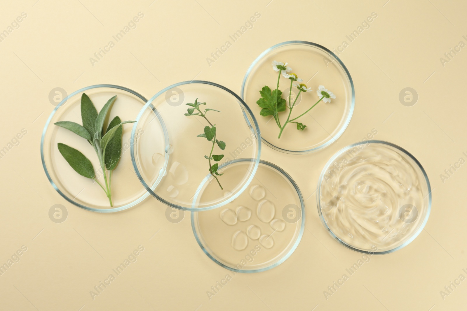 Photo of Flat lay composition with Petri dishes and plants on beige background