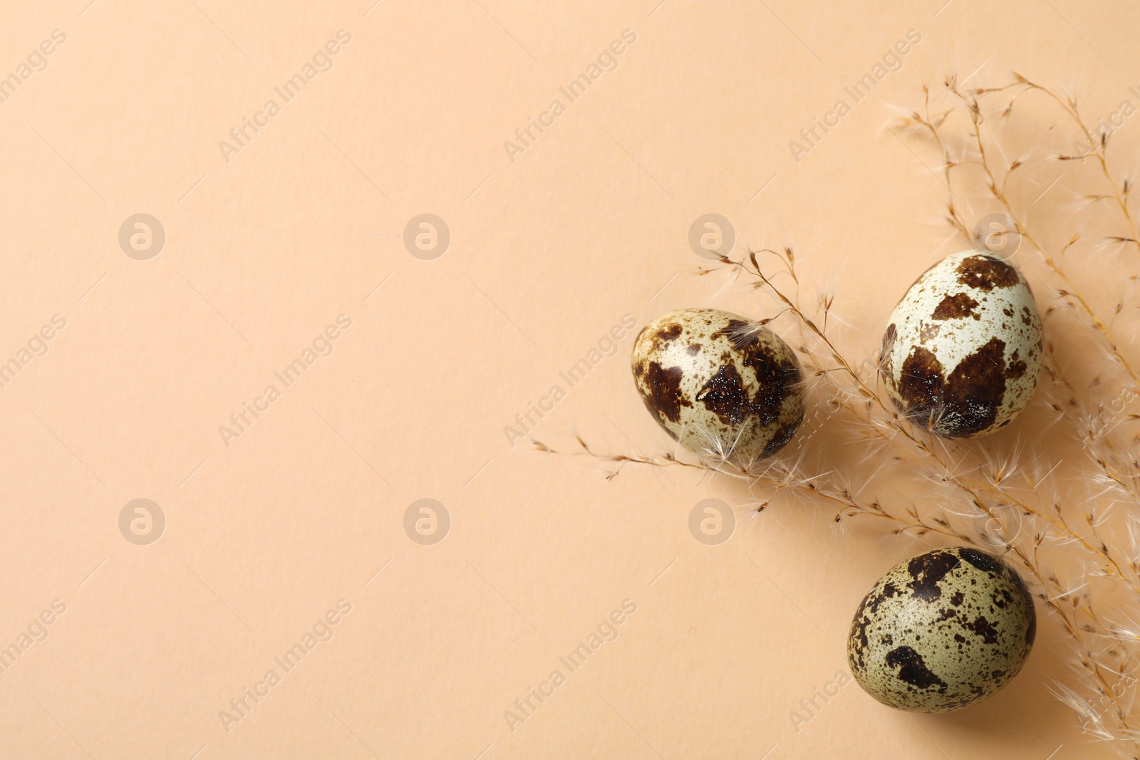 Photo of Speckled quail eggs and dry plant on beige background, flat lay. Space for text