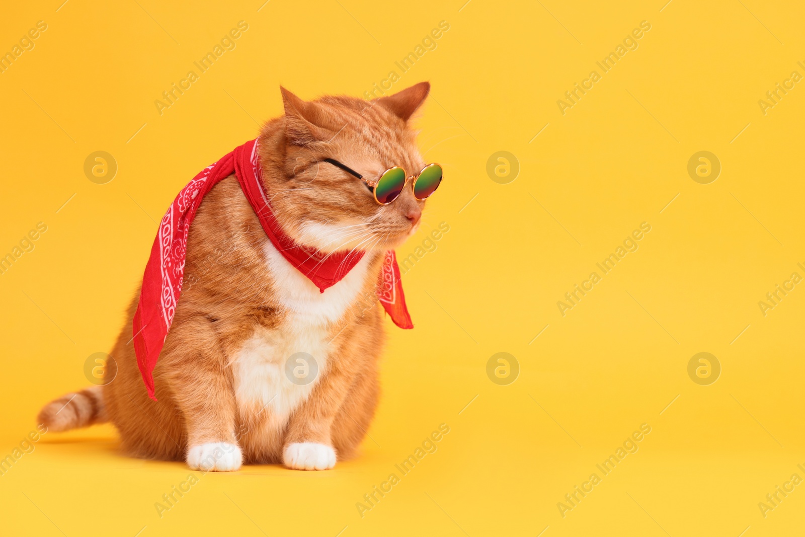 Photo of Cute ginger cat in stylish sunglasses and bandana on yellow background. Space for text