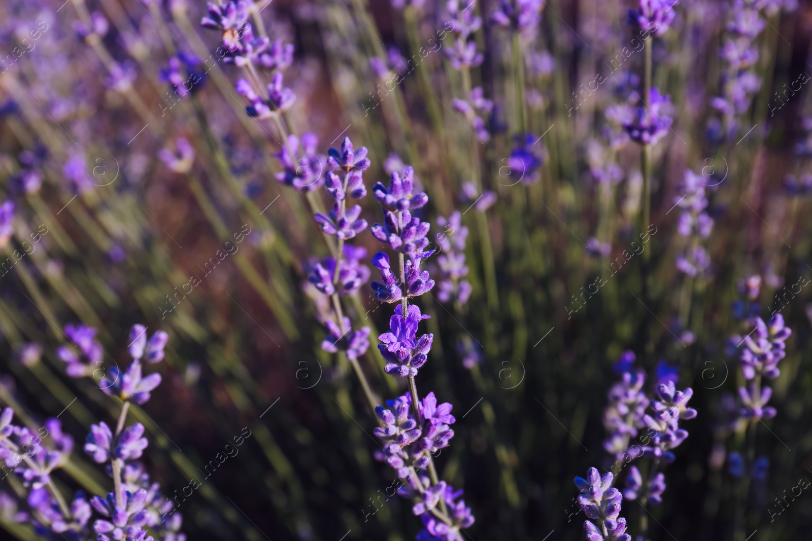 Photo of Beautiful lavender flowers growing in field, closeup