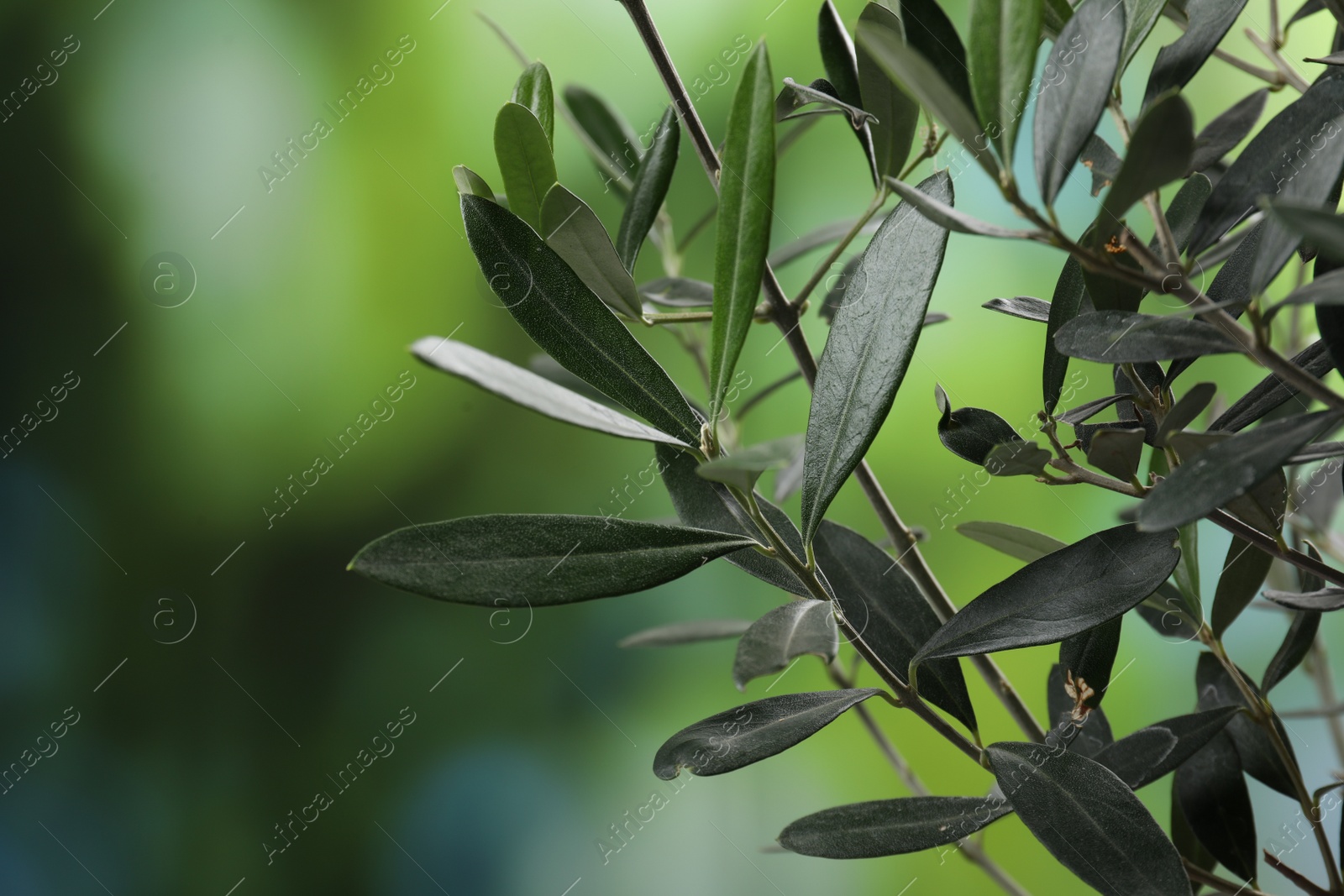 Photo of Olive twigs with fresh green leaves on blurred background, closeup