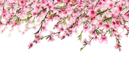 Image of Beautiful sakura tree branches with delicate pink flowers on white background