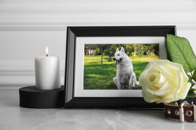 Photo of Frame with picture of dog, collar, burning candle and rose flower on light grey table. Pet funeral