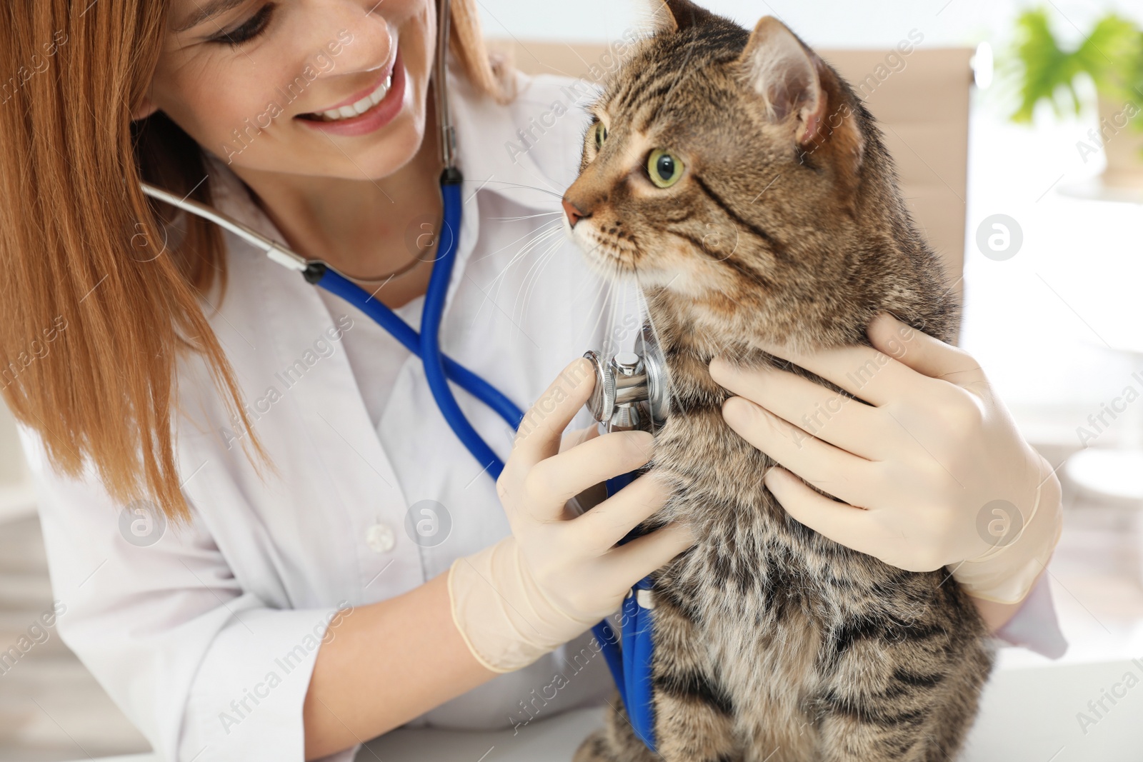 Photo of Professional veterinarian examining cute cat in clinic