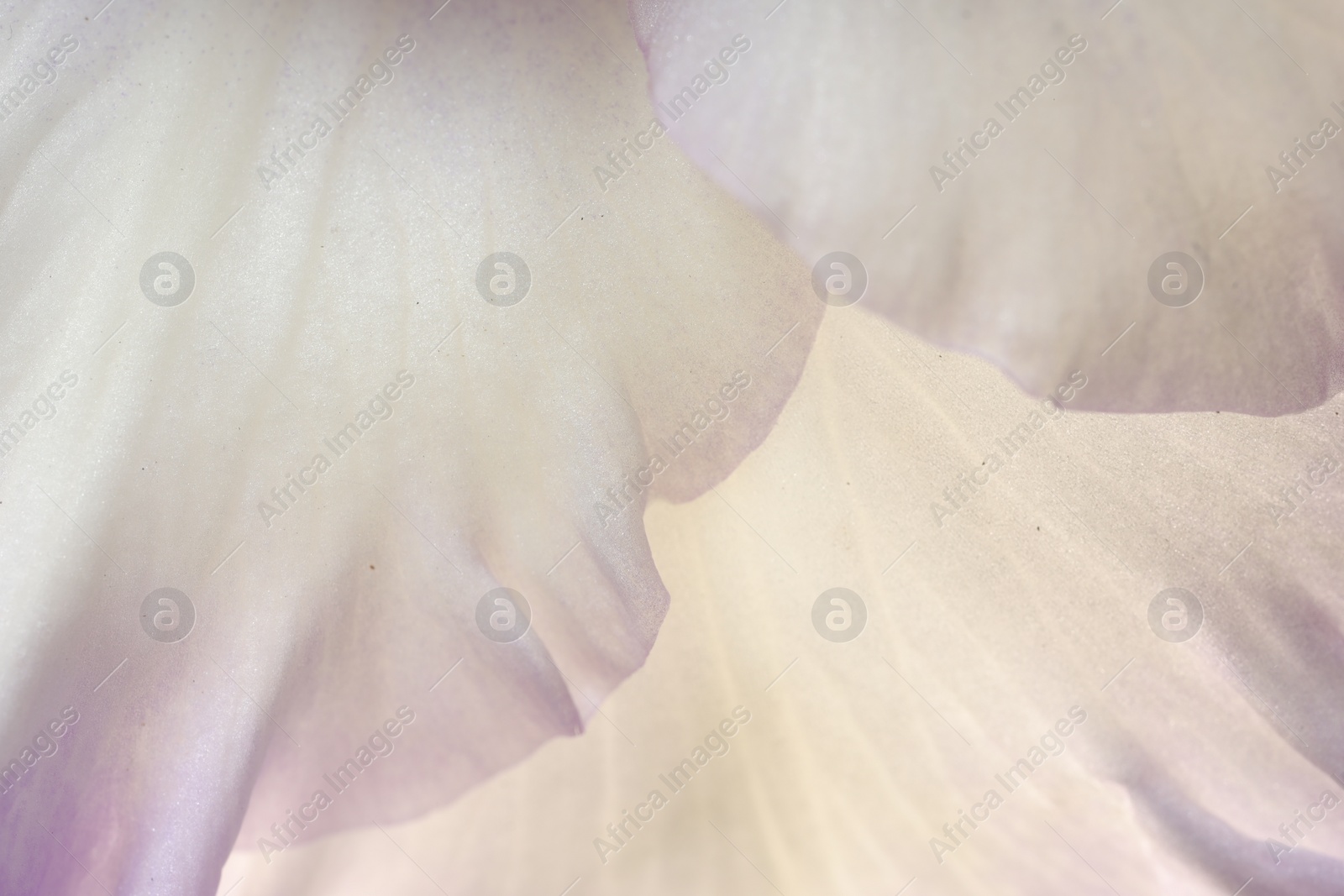 Photo of Beautiful lilac Gladiolus flower as background, macro view