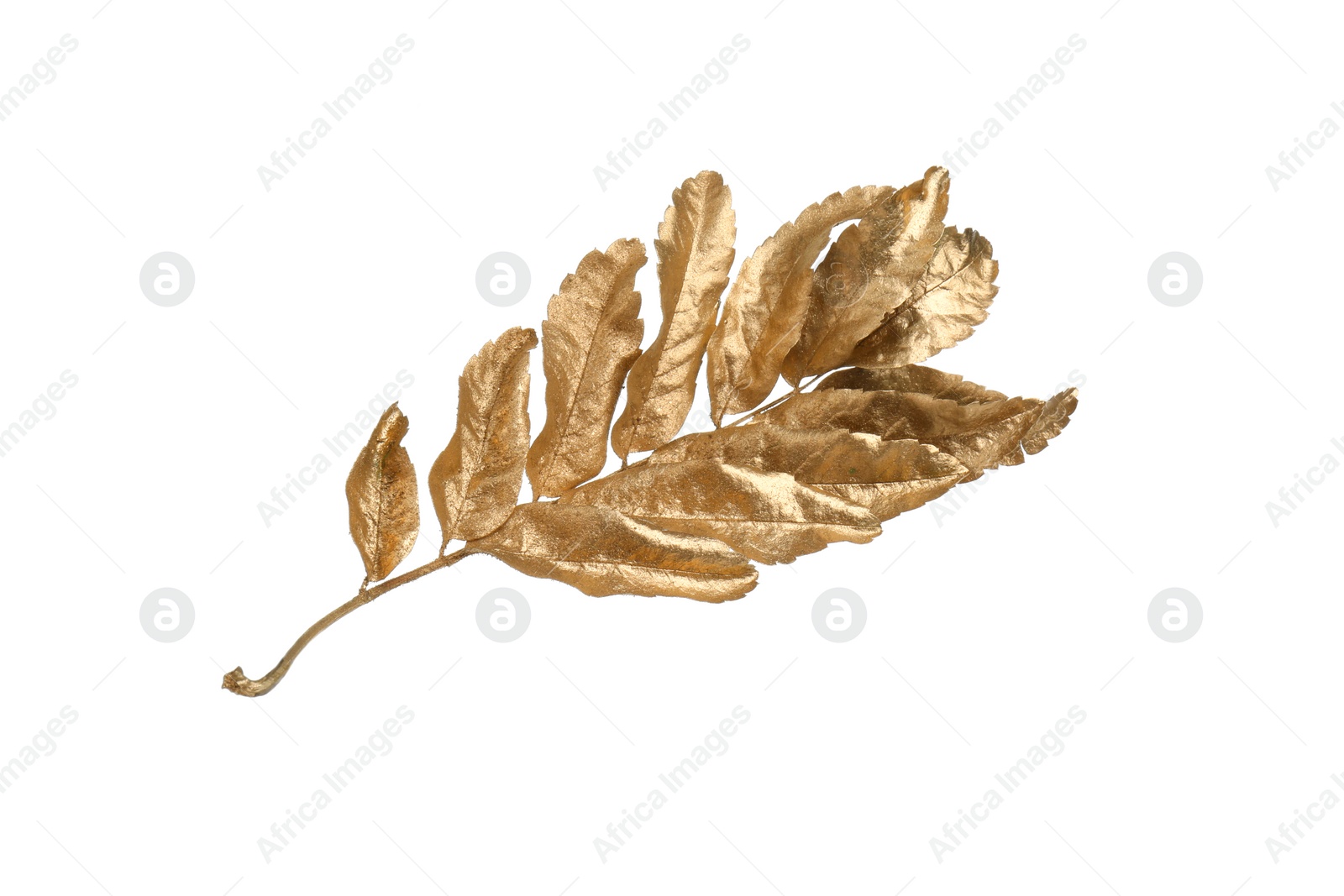 Photo of Twig of golden rowan leaves isolated on white. Autumn season