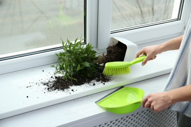 Photo of Woman cleaning window sill from soil at home, closeup