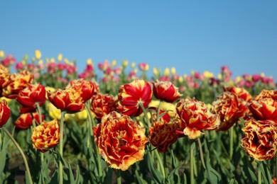 Photo of Beautiful colorful tulip flowers growing in field on sunny day