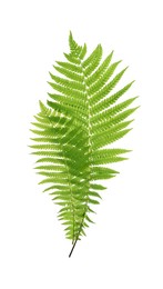 Beautiful tropical fern leaves on white background