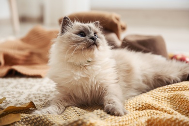 Photo of Cute cat with knitted blanket on floor at home. Warm and cozy winter