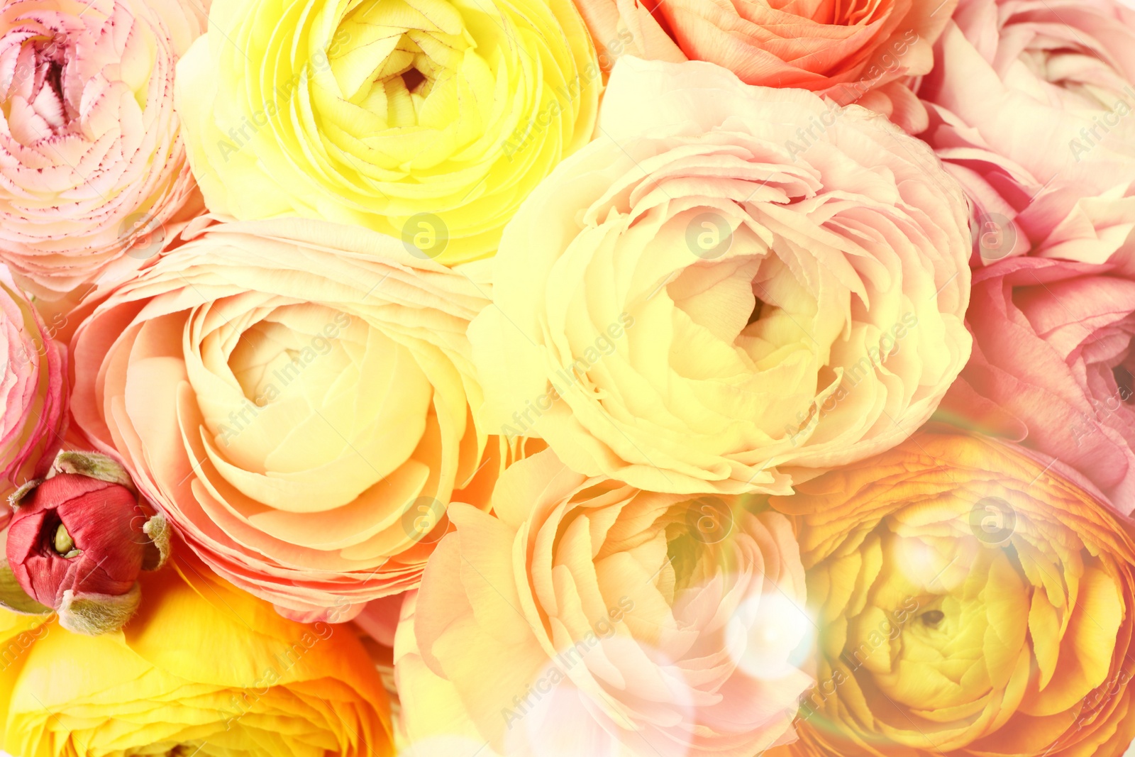 Image of Bouquet of beautiful ranunculus flowers as background, closeup view