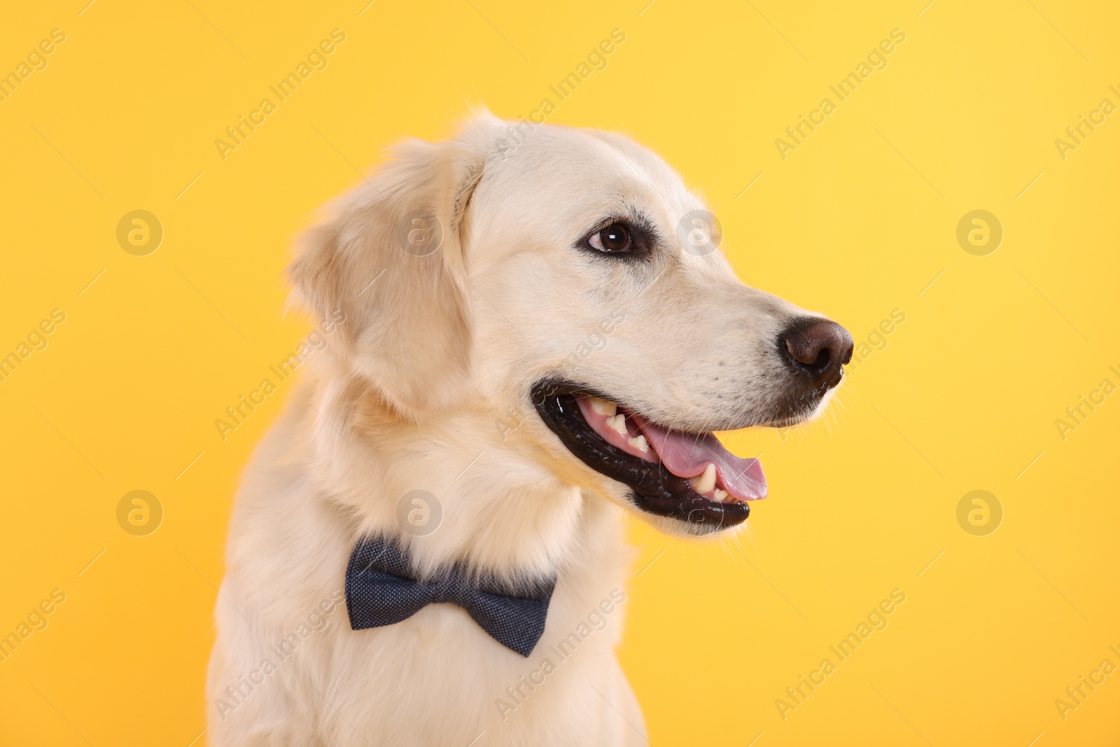 Photo of Cute Labrador Retriever with stylish bow tie on yellow background