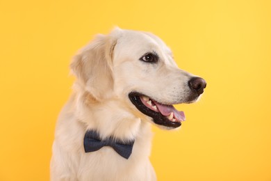 Cute Labrador Retriever with stylish bow tie on yellow background