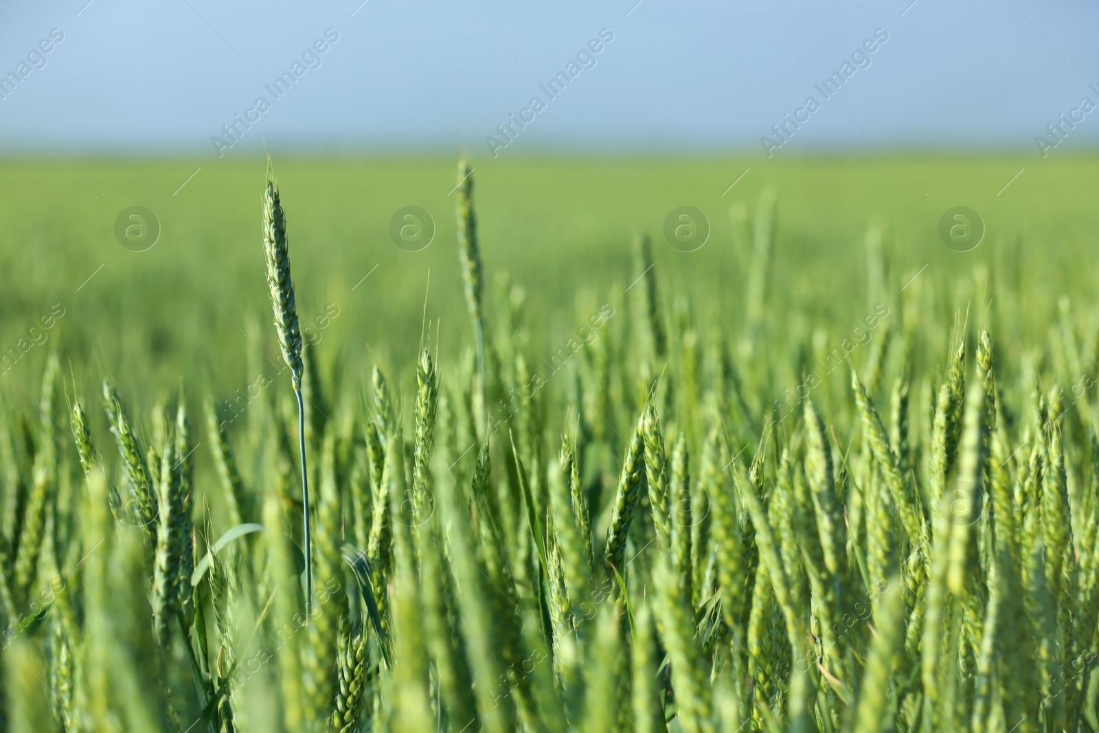 Photo of Wheat field on sunny day. Amazing nature in  summer