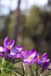 Photo of Fresh purple crocus flowers growing in spring forest