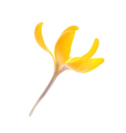 Beautiful yellow crocus flower isolated on white