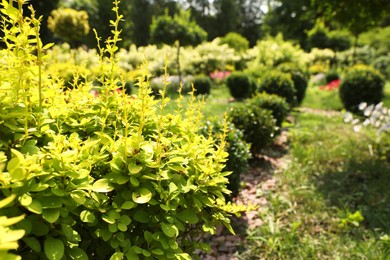 Photo of Barberry shrub growing outdoors, space for text. Gardening and landscaping