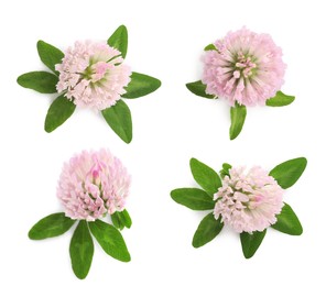 Image of Set with beautiful clover flowers on white background, top view