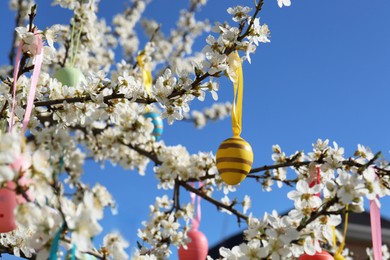 Beautifully painted Easter eggs hanging on blooming cherry tree outdoors