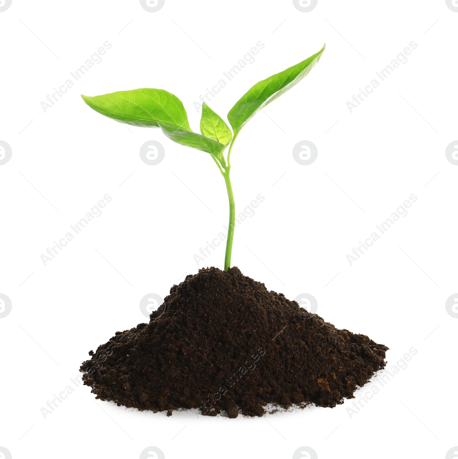 Photo of Young plant and pile of fertile soil on white background. Gardening time