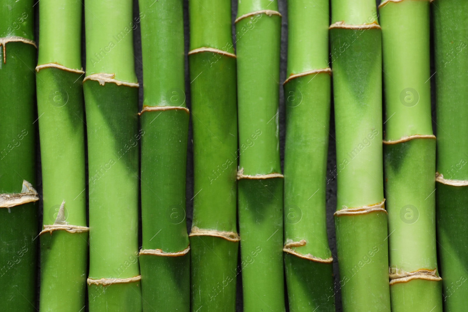 Photo of Green bamboo stems as background, top view