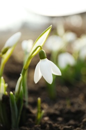 Photo of Beautiful snowdrop outdoors, closeup. Early spring flower