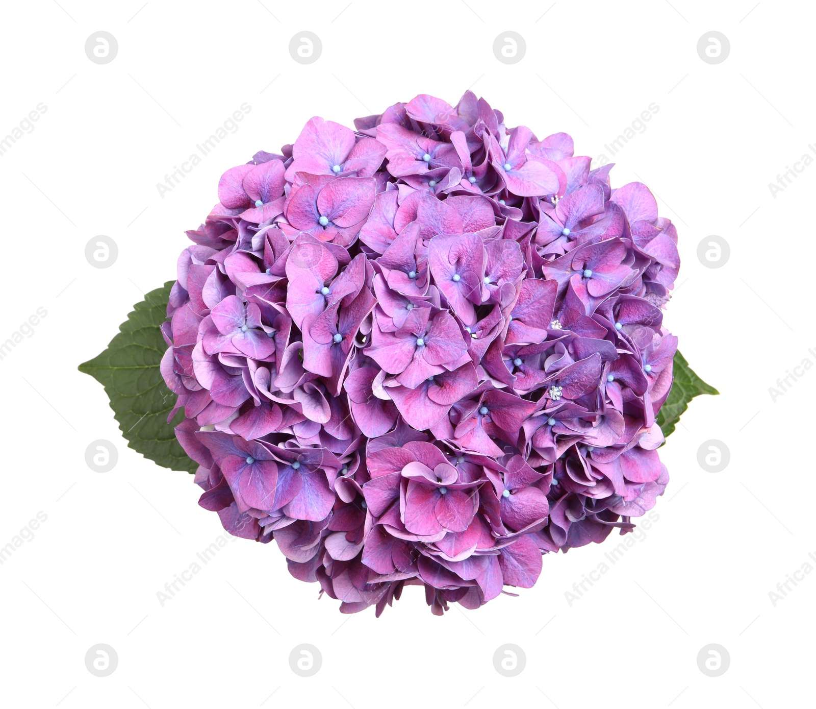 Photo of Branch of hortensia plant with delicate flowers on white background