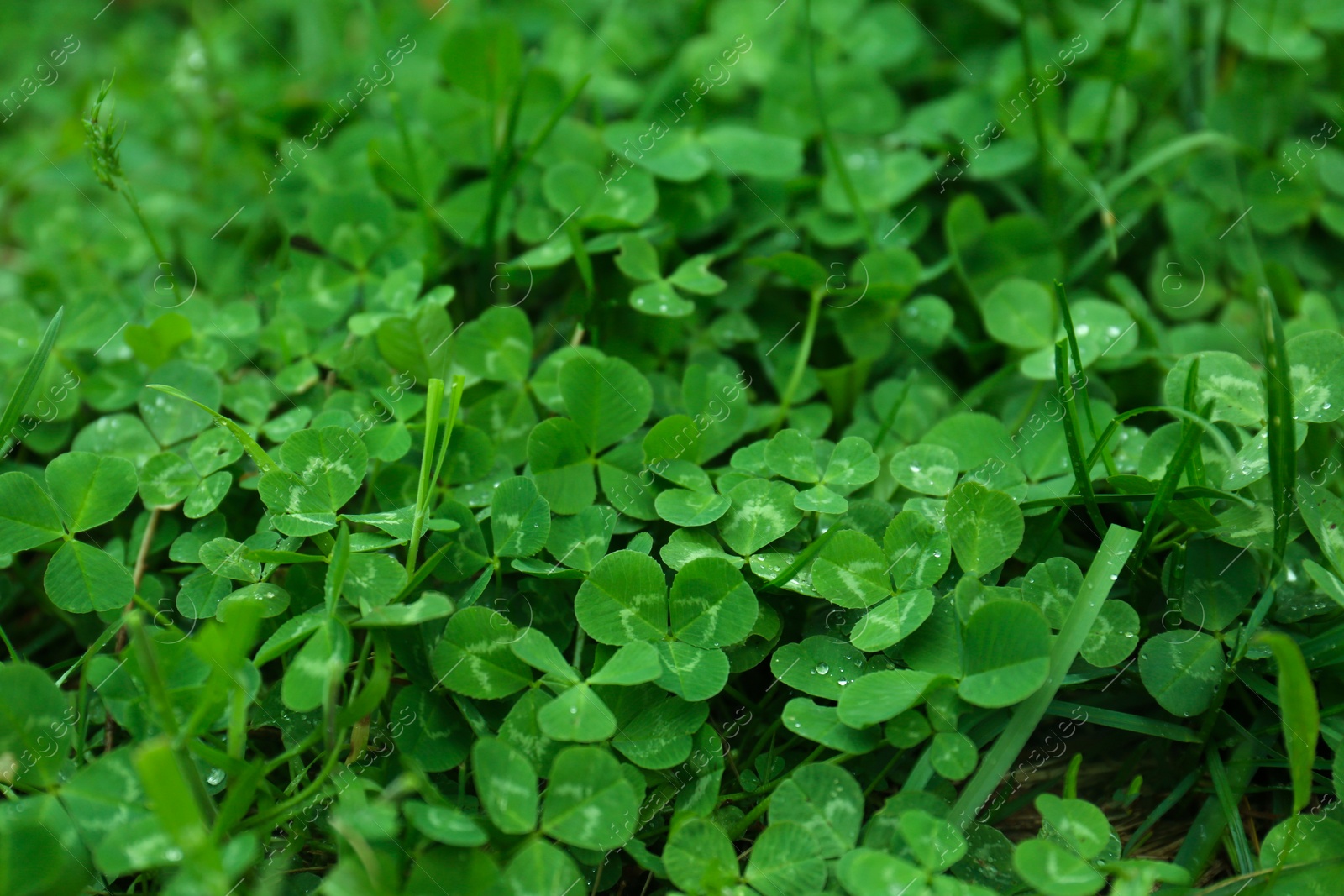 Photo of Beautiful green clover leaves and grass with water drops