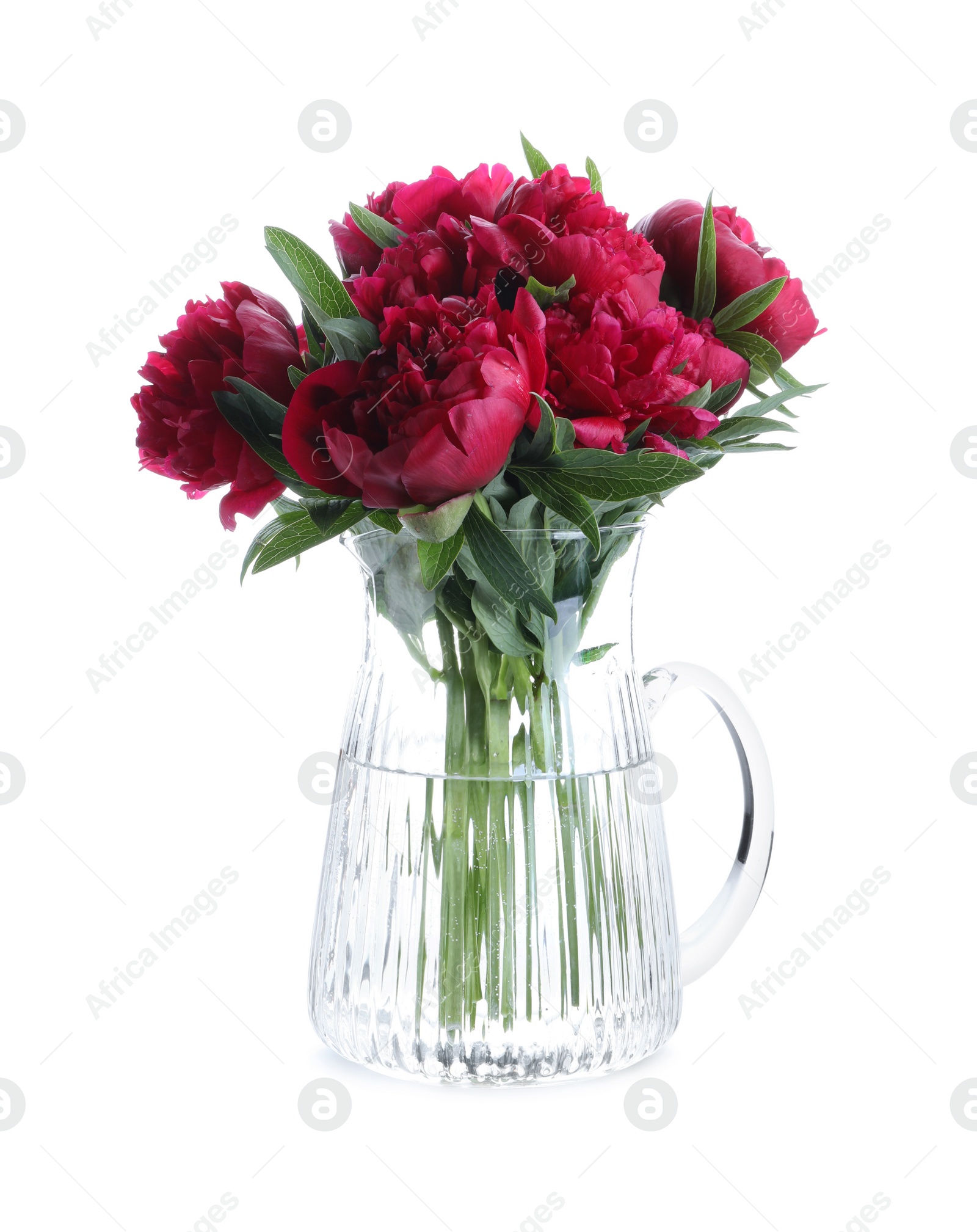 Photo of Bouquet of beautiful red peonies in glass jug isolated on white