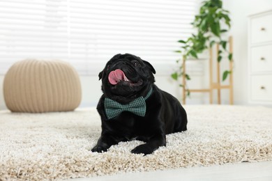 Photo of Cute Pug dog with grey checkered bow tie on neck in room