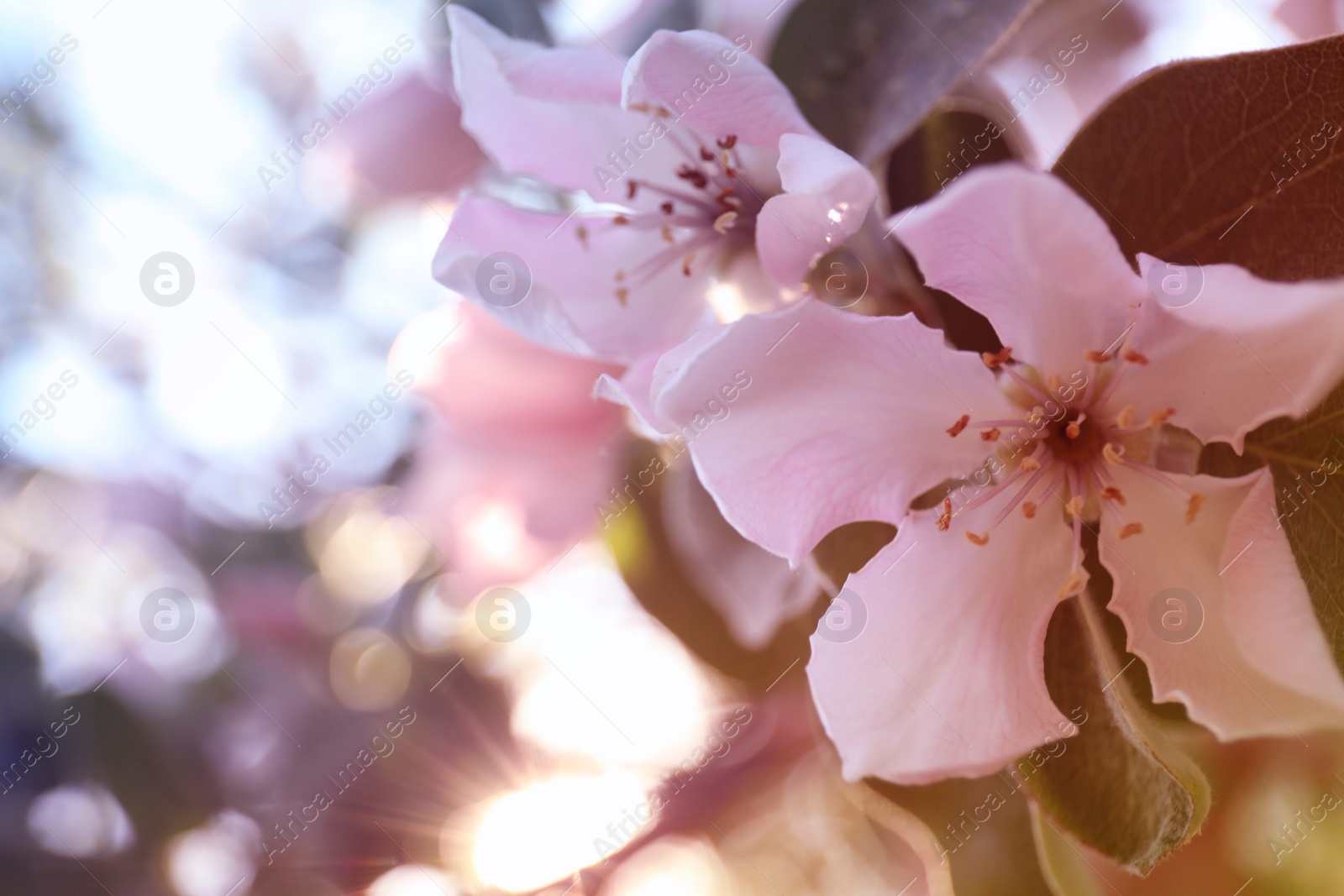 Photo of Closeup view of beautiful blossoming quince tree outdoors on spring day