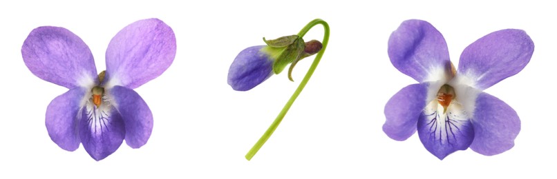 Image of Set with beautiful wood violets on white background, banner design. Spring flowers