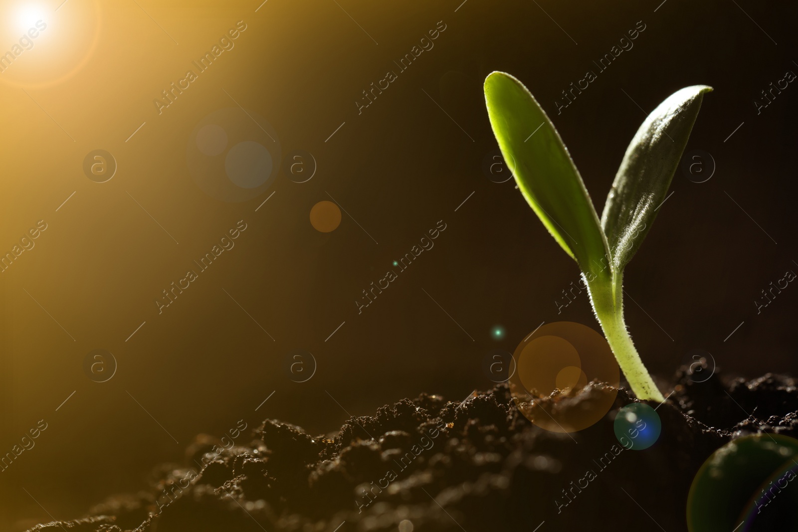 Image of Sunlit young vegetable plant grown from seed in soil, closeup. Space for text