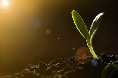 Image of Sunlit young vegetable plant grown from seed in soil, closeup. Space for text