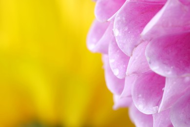 Beautiful flower with water drops against blurred yellow background, macro. Space for text