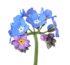 Amazing spring forget-me-not flowers on white background