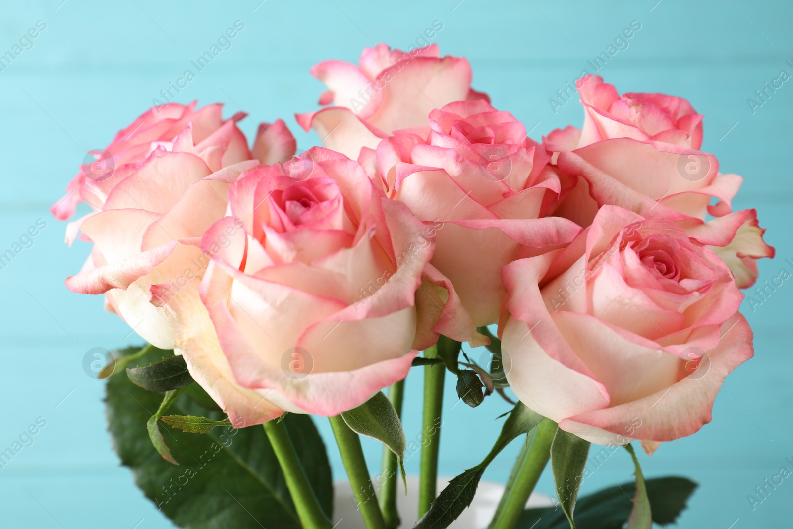 Photo of Beautiful pink roses on light blue background, closeup