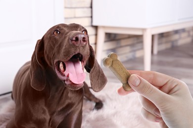 Image of Woman giving tasty bone shaped cookie to her dog indoors, closeup
