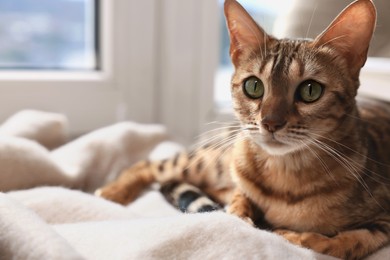 Photo of Cute Bengal cat on windowsill at home, closeup with space for text. Adorable pet