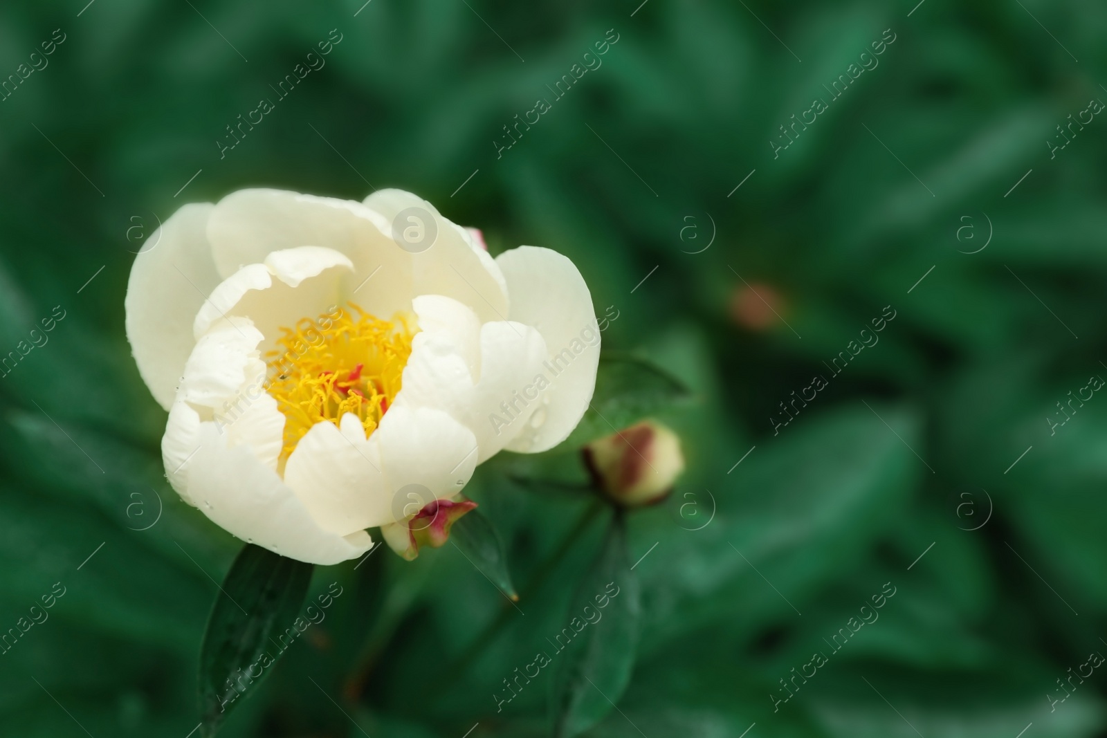 Photo of Beautiful tropical flower in botanical garden, closeup. Space for text