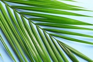 Photo of Beautiful tropical Sago palm leaf on color background, top view