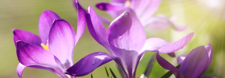 Image of Beautiful purple crocus flowers growing outdoors, closeup view. Banner design 