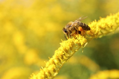 Honeybee collecting nectar from yellow flowers outdoors, closeup. Space for text
