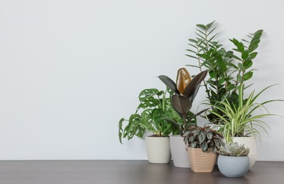 Photo of Many different beautiful house plants on wooden table near white wall, space for text