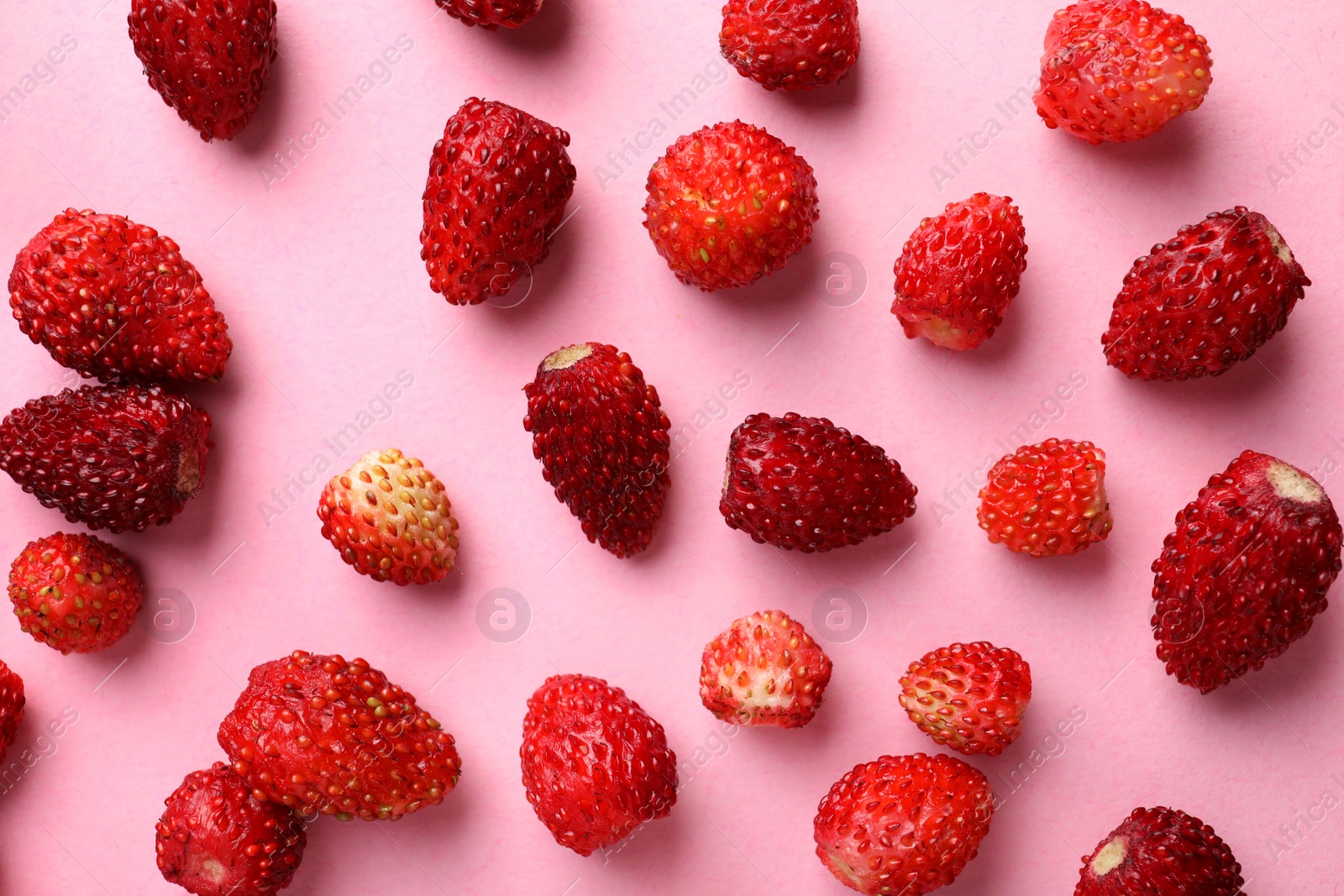 Photo of Many fresh wild strawberries on pink background, flat lay