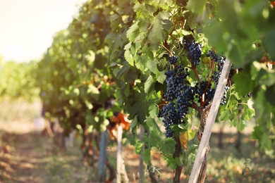 Photo of Fresh ripe juicy grapes growing in vineyard