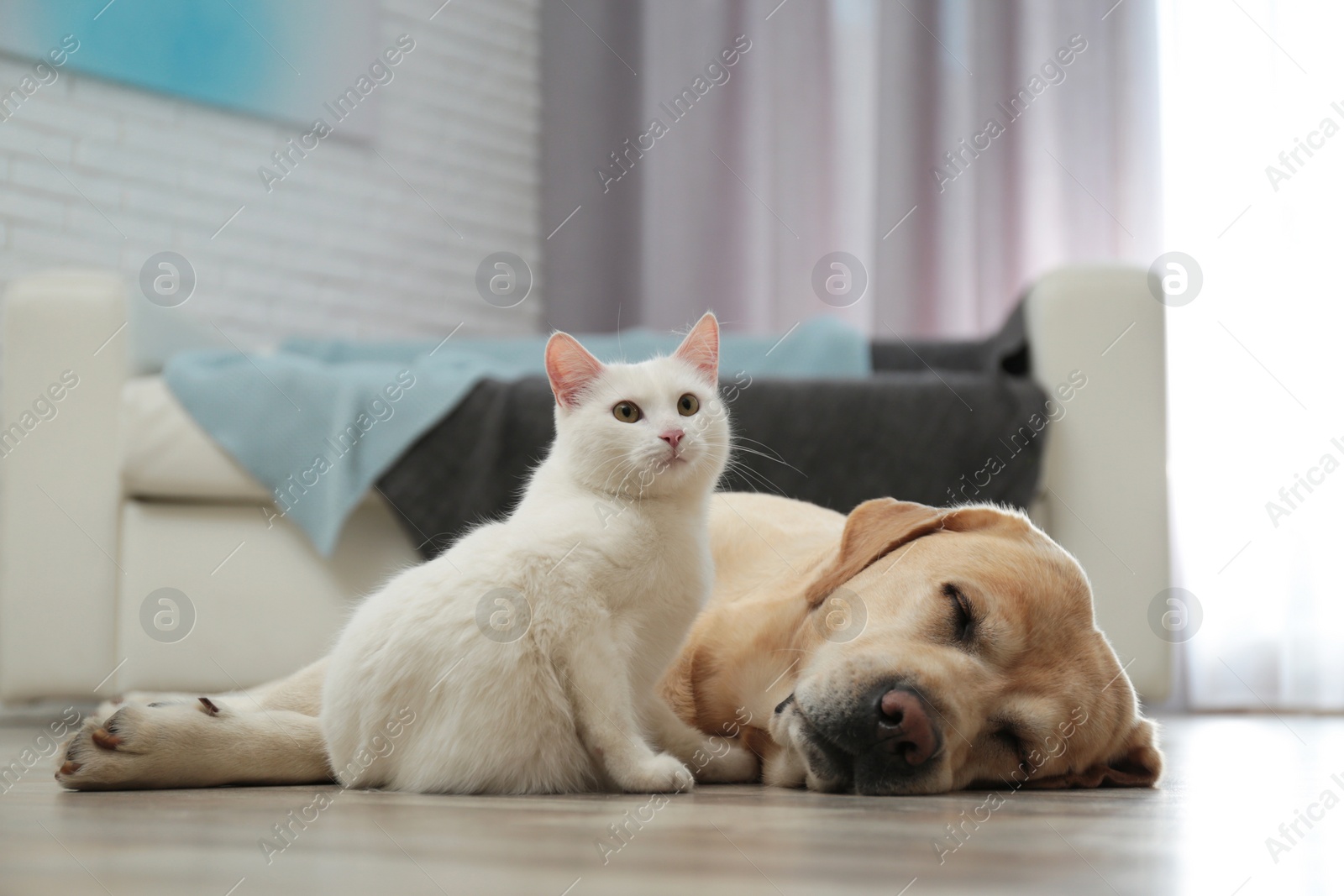 Photo of Adorable dog and cat together on floor indoors. Friends forever